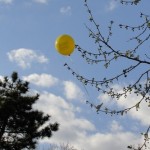 Arty 'balloon-in-a-tree' shot