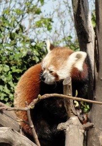 Red panda